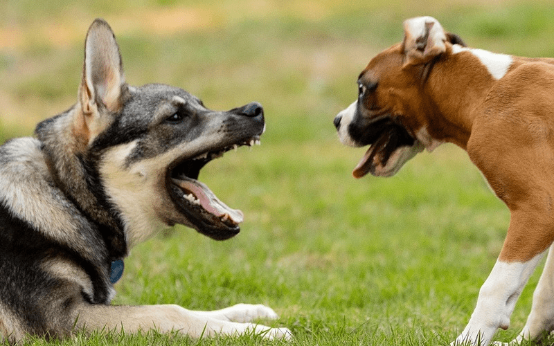 Las 10 razas más conocidas de perros grandes