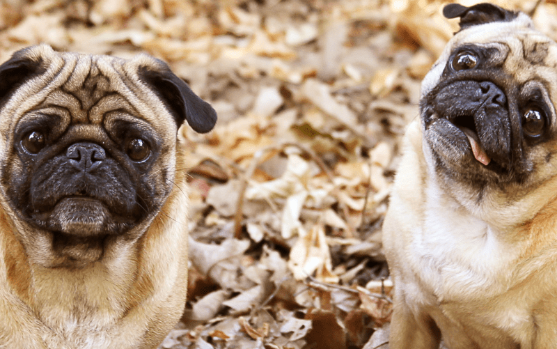 Las fotos más tiernas y divertidas de Pugs