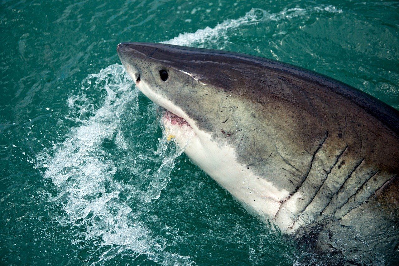 Tiburones Temperamento Características Comportamiento Origen