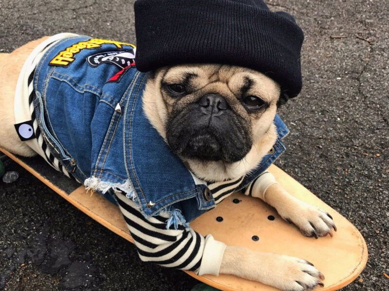 ¿Cómo hacer juguetes para perros?