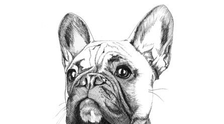 Fotos bulldog francés