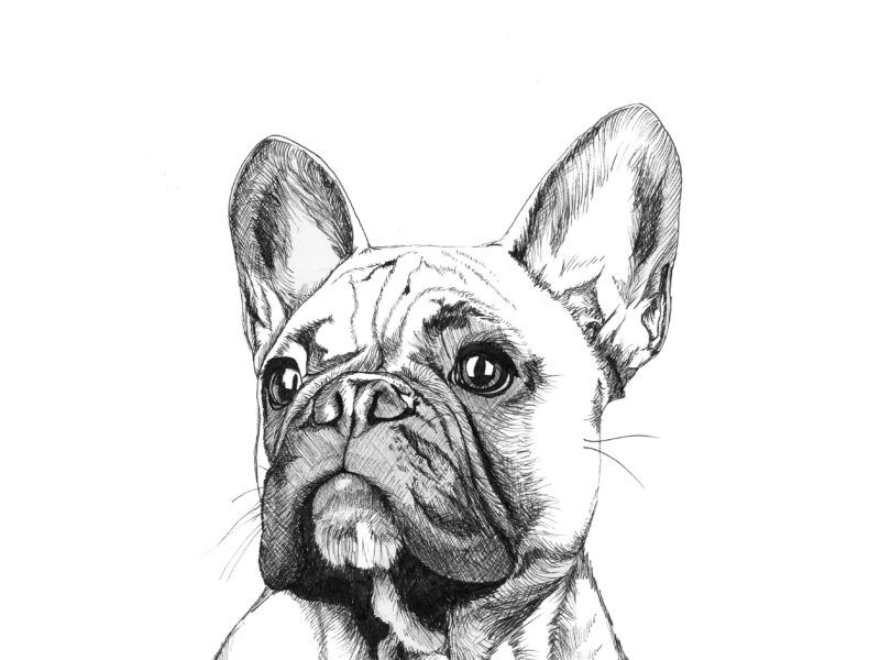 Fotos bulldog francés