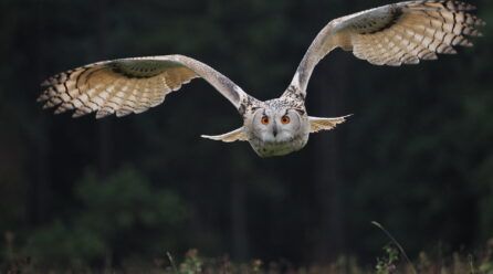 Búhos grandes