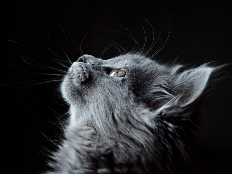 Nombres para gatitas