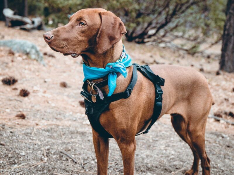 Cómo hacer un arnés para perros