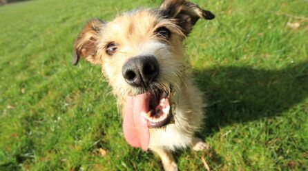 Nombres de perros cazadores