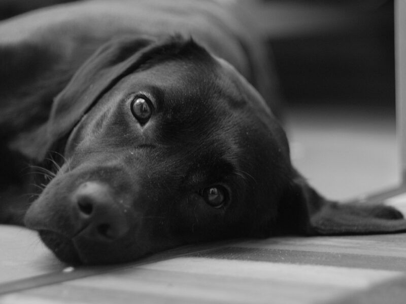 Nombres para perros negros