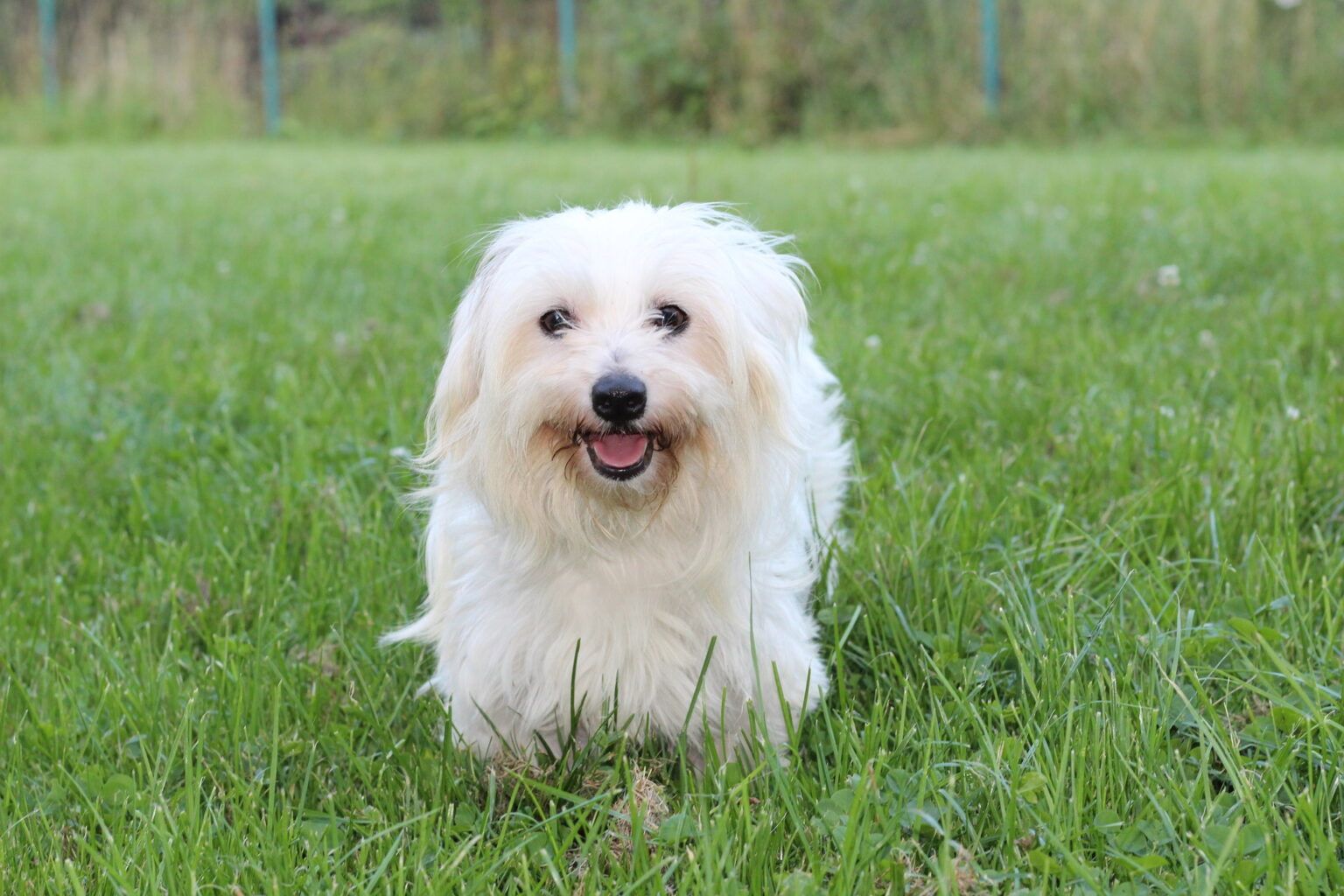 ¿Qué diferencias hay entre el Cotón tuléar y el Bichón maltés