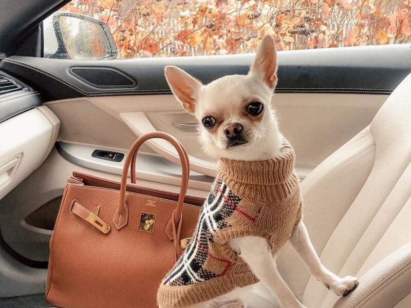 Nombres de perros famosos