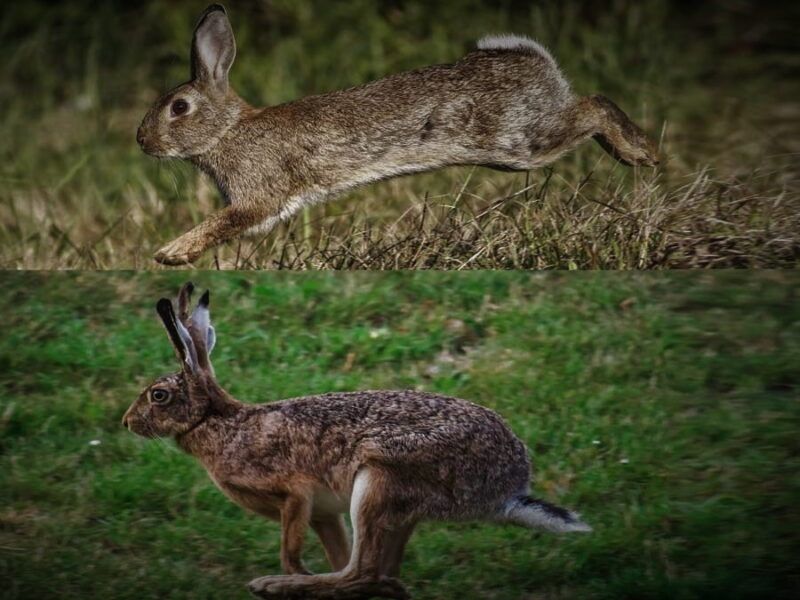 Liebre vs conejo