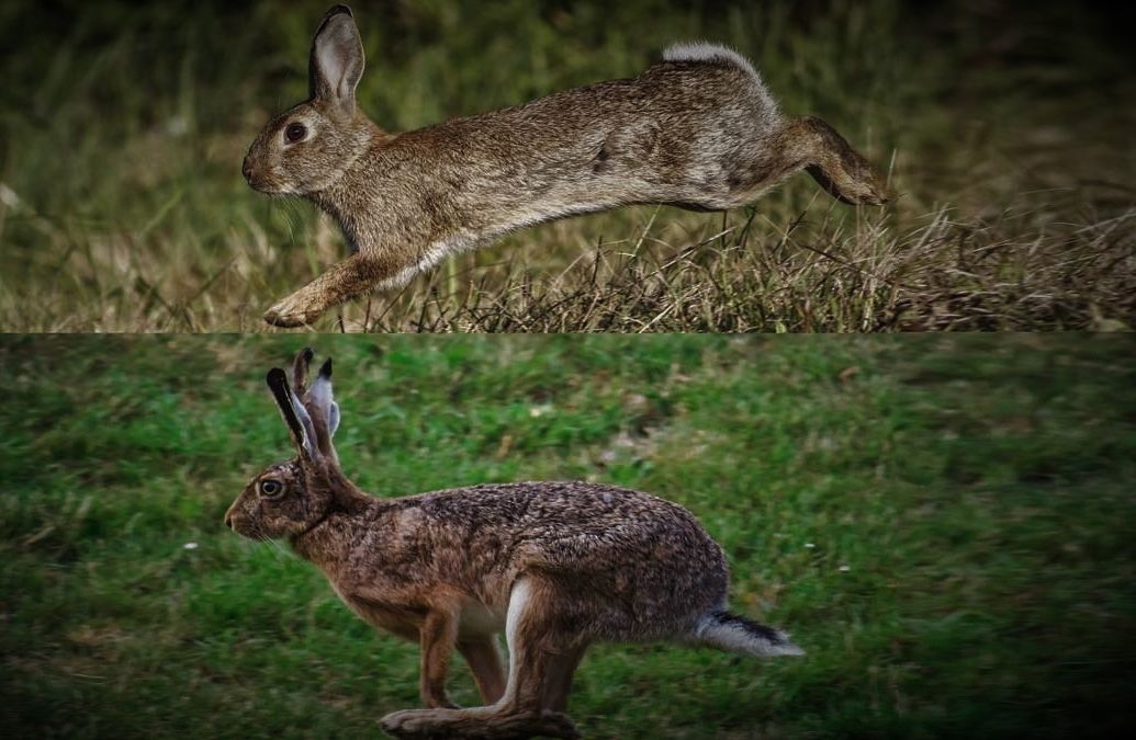 Liebre vs conejo