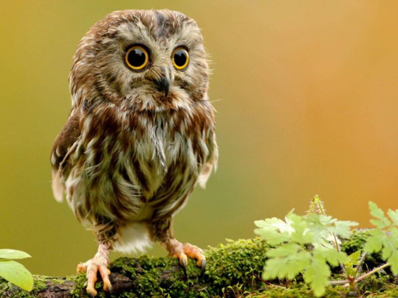 Búho bebé