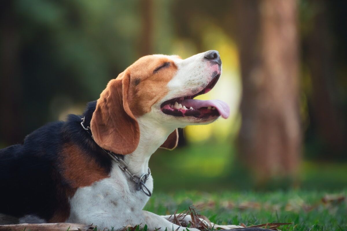 ¿Cuántos tipos de beagle existen?