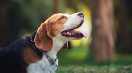 ¿Cuántos tipos de beagle existen?
