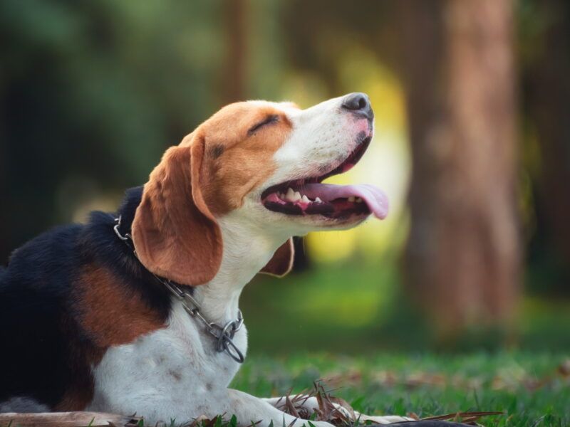 ¿Cuántos tipos de beagle existen?