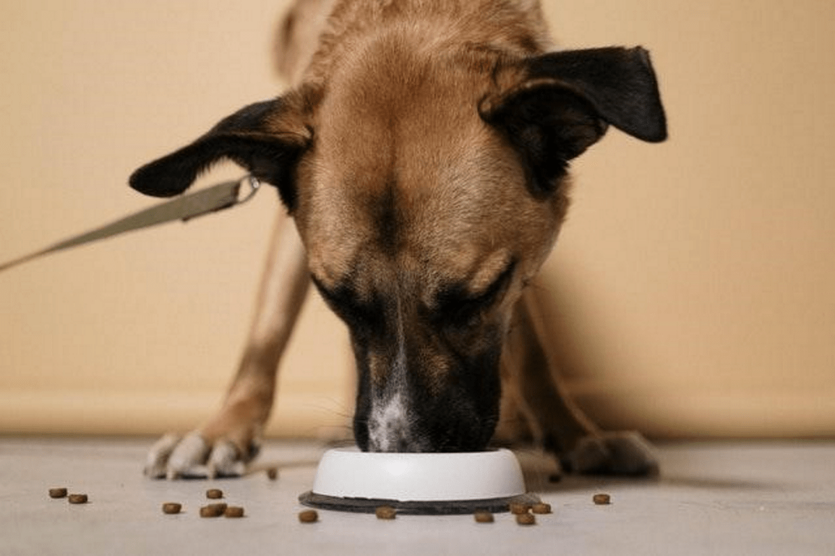 ¿Cuántas veces al día come un cachorro?