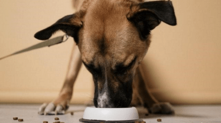 Cómo alimentar a un perro mediano para que esté sano y fuerte