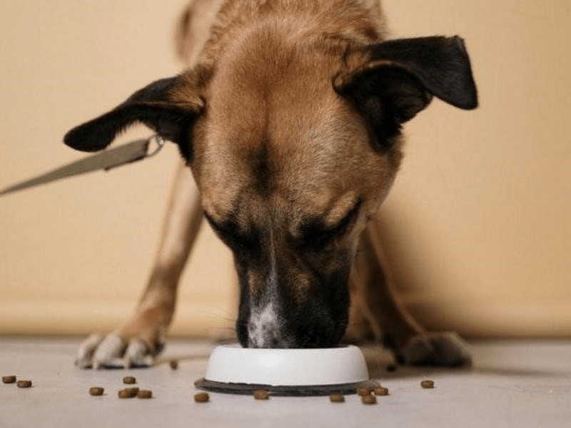 ¿Cuántas veces al día come un cachorro?
