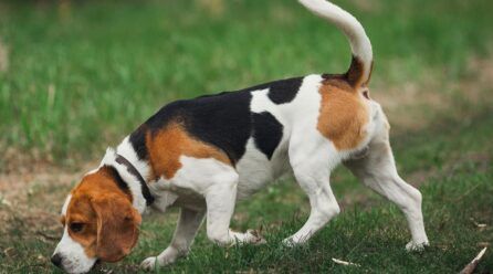 Diferencias entre los basset hound y beagle