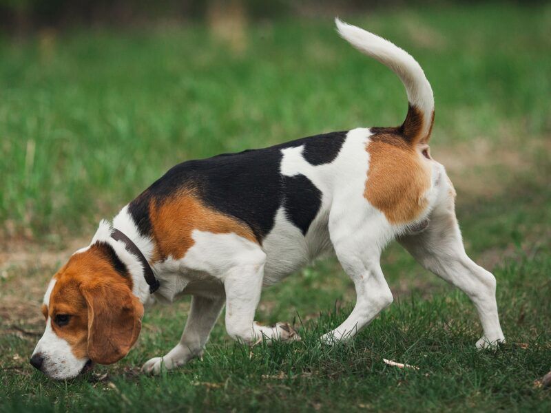 Diferencias entre los basset hound y beagle