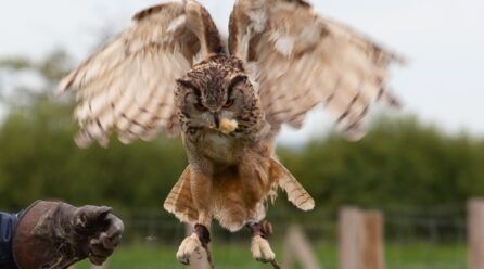 Comidas para búhos
