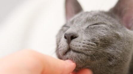 Nombres para gatos grises