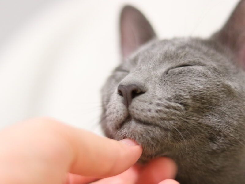 Nombres para gatos grises