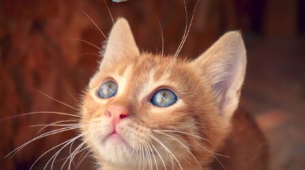 Las mejores fotos de gatitos bebés