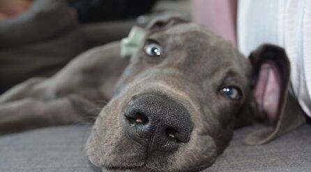 Cómo entrenar a un perro gran danés