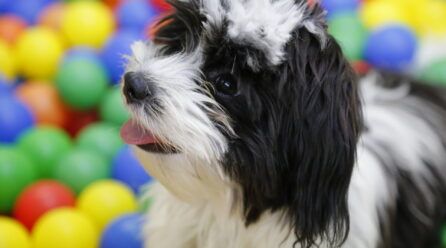 Como eliminar las pulgas en perros