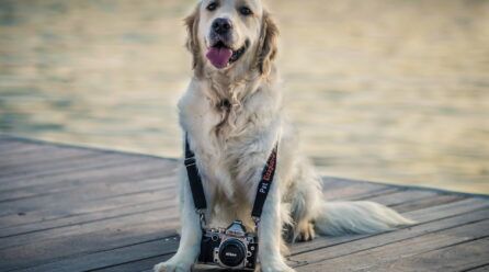 ¡Las fotos de perros más tiernas! Las razas más bonitas