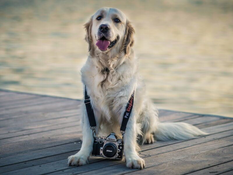 ¡Las fotos de perros más tiernas! Las razas más bonitas