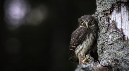 Búho enano