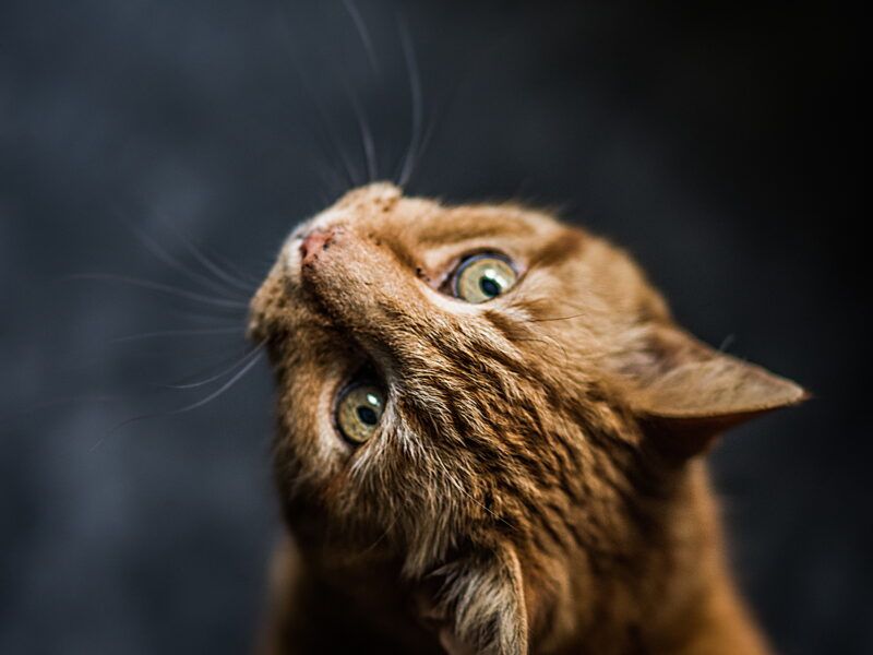 Nombres para gatos naranjas