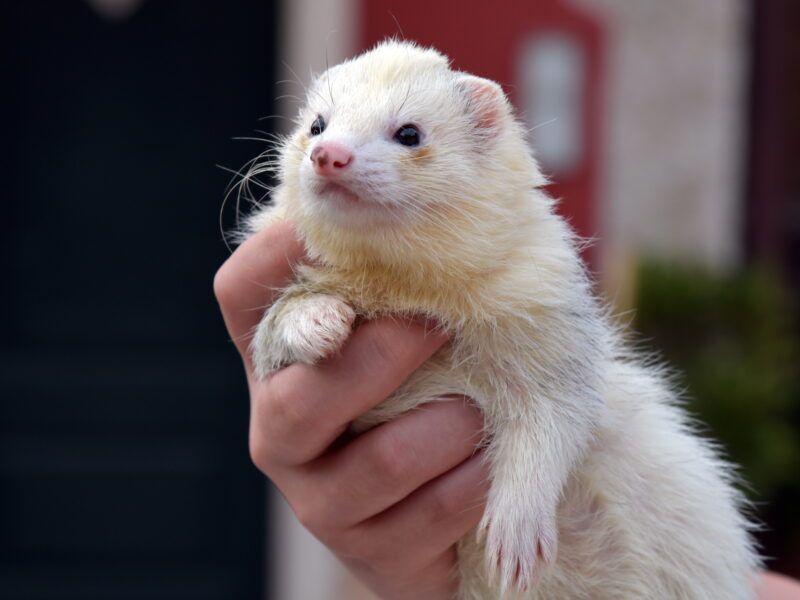 Hurón blanco | Características, curiosidades
