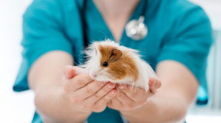 Pododermatitis cobayas