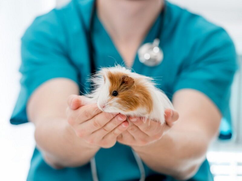 Pododermatitis cobayas