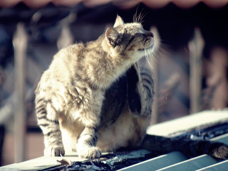 Cómo son las pulgas
