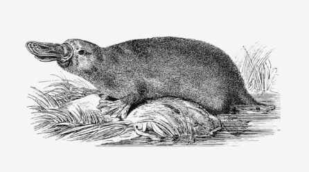 Fotos de Ornitorrinco