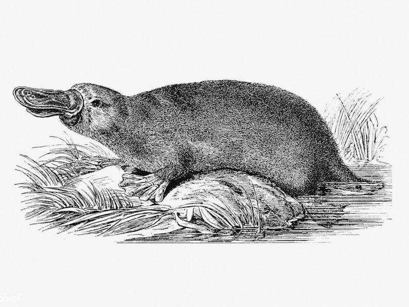 Fotos de Ornitorrinco