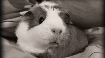 ¿Cuánto vive una cobaya? | Consejos para que tengan una larga vida