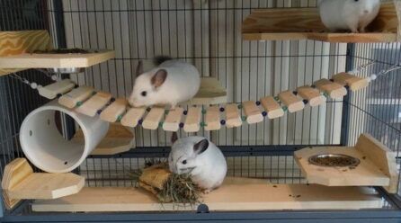 Juguetes para cobayas