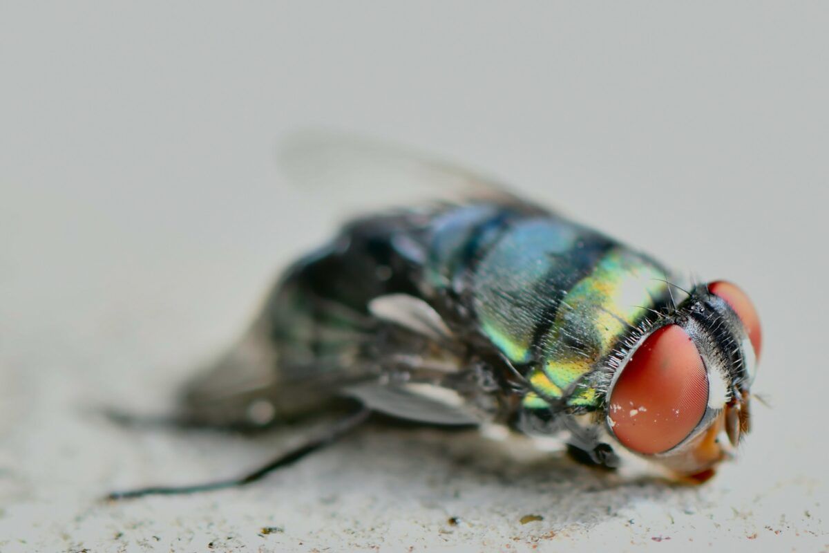 Cómo eliminar moscas de la casa | 10 Tips para no tener más moscas