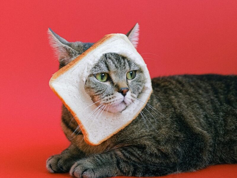 Nombres frikis para gatos