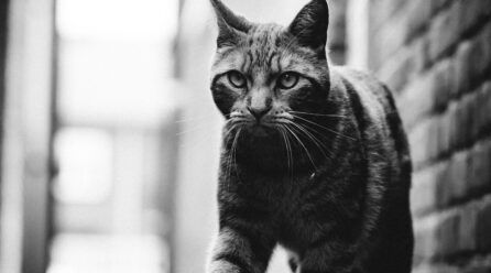 Cómo quitar una garrapata a un gato