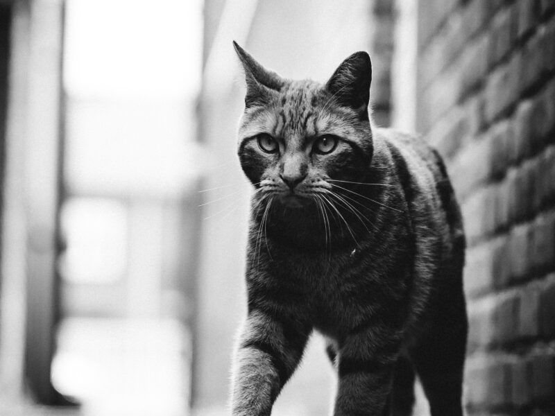 Cómo quitar una garrapata a un gato