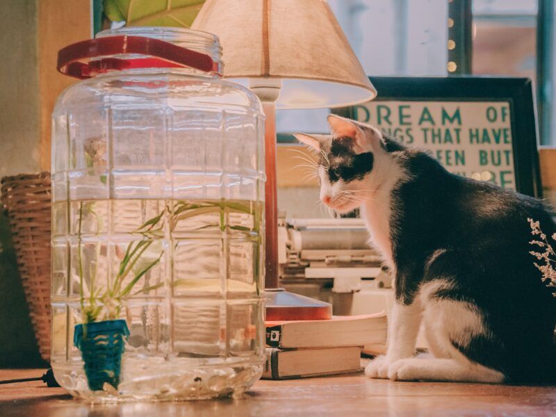 Nombres para gatos chicos