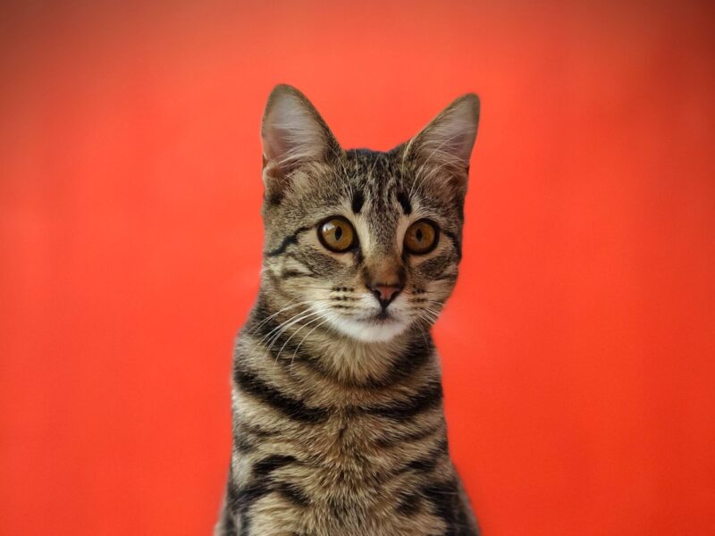 Nombres para gatos atigrados