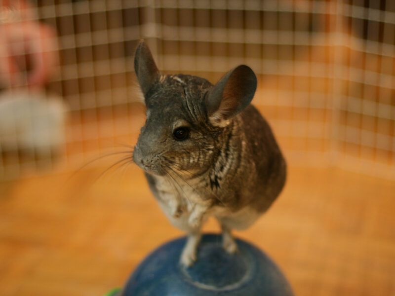 ¿Cómo se reproducen las chinchillas?