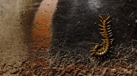 Las diferentes razas de Escolopendra que existen en España